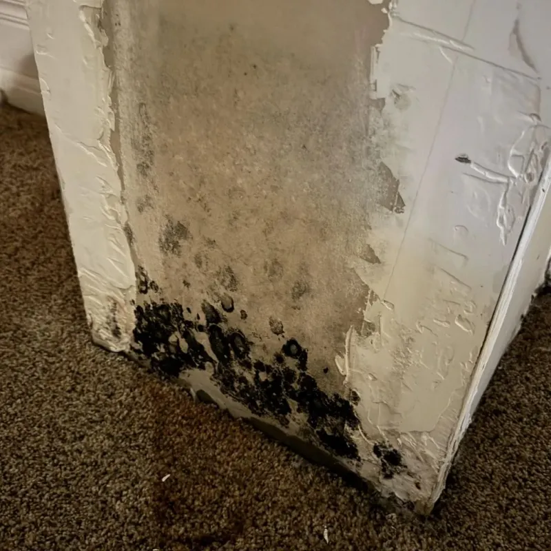 Professional Mold Removal in Swepsonville, NC